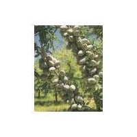 美國(guó)大扁桃開心果種苗