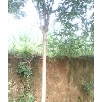 國(guó)槐，油松，白皮松，蘋(píng)果苗，核桃苗