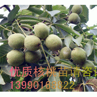 豐產(chǎn)核桃苗/豐產(chǎn)核桃苗銷售/豐產(chǎn)核桃苗價(jià)格