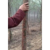 山東竹柳哪里好，百度一下就知道