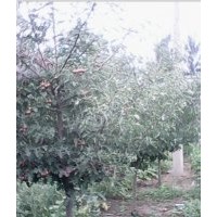 山楂樹，法桐，垂柳，國(guó)槐，火炬，秋樹，梓樹，欒樹