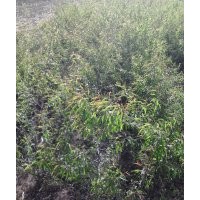 桃樹苗 山杏苗 櫻桃苗 花椒苗 等果樹苗