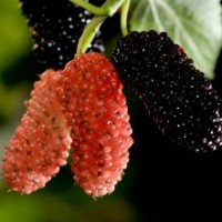 果個大極豐產(chǎn)的桑樹苗