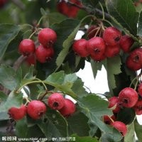 棗樹苗 蘋果苗山楂苗核桃苗