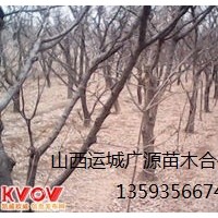 杏樹出售、8-15公分杏樹價格優(yōu)惠供應(yīng)