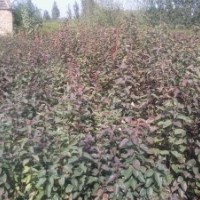 蘋果，桃，櫻桃，海棠實生用苗，嫁接苗