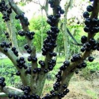 臺(tái)灣嘉寶果（樹葡萄）小苗批發(fā)