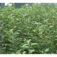 急售核桃苗蘋果苗山楂苗皂角苗刺槐苗