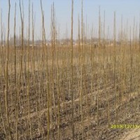 優(yōu)質(zhì)核桃成品苗【80至2米】