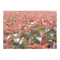 沈陽出售占地苗蘋果苗