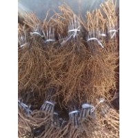 沈陽巨峰葡萄苗、遼寧夏黑葡萄苗、通遼出售葡萄苗