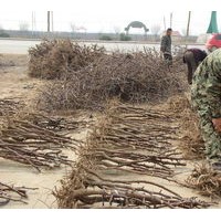 冬棗苗木供應(yīng)