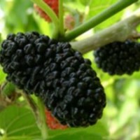 第三代黑色水果新秀黑桑樹苗