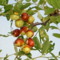 棗苗、金絲棗苗、冬棗苗、棗樹苗、雪棗苗