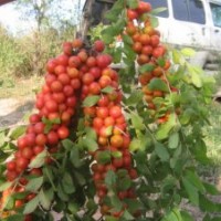 供應(yīng)山里紅鈣果苗-當(dāng)年栽當(dāng)年掛果鈣果苗價格