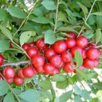 供應(yīng)鈣果苗 歐李苗 山西鈣果苗