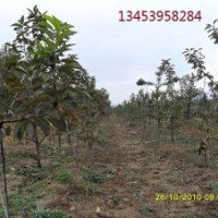 山西櫻桃樹基地/山西蘋果樹供應/占地苗