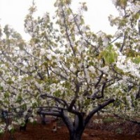 大連金鑫生態(tài)園櫻桃苗，櫻桃樹(shù)，櫻桃銷(xiāo)售