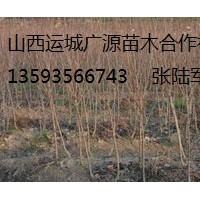 山桃樹出售、大量2公分山桃樹、貨源充足、價格優(yōu)惠