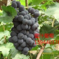 蜜汁葡萄苗種植、茉莉香大棚葡萄苗價格