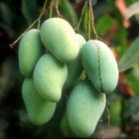 廣西環(huán)球果苗批發(fā)各種優(yōu)質果苗 金煌芒 桂七芒 凱特芒