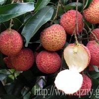 絕對(duì)正宗（無(wú)核荔枝苗）優(yōu)質(zhì)新品種 果樹(shù) 百分百無(wú)核 A4無(wú)核荔枝