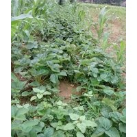 草莓苗，山東草莓苗，草莓苗價(jià)格