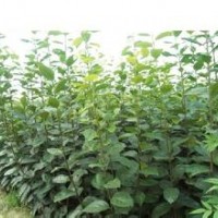 梨樹苗品種齊全質(zhì)優(yōu)價廉