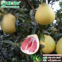 國宴紅心柚