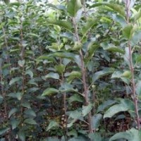 蘋果苗 蘋果苗木 蘋果苗品種