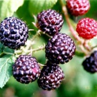 黑樹莓