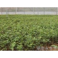 果樹苗木供應(yīng)核桃苗,油茶苗,錐栗苗