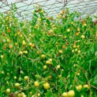 供應無核棗苗，滄州大棗苗