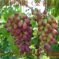 云南省昭通市果樹苗葡萄樹苗質(zhì)量一流