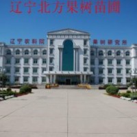 內(nèi)蒙古呼和浩特優(yōu)質(zhì)油桃苗