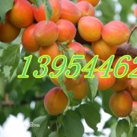 杏樹苗木基地供應(yīng)杏樹苗、杏樹苗價格、杏樹苗批發(fā)