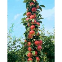 柱狀蘋果苗批發(fā)，價格