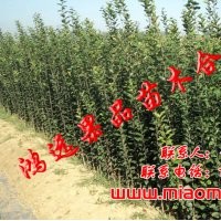 大量供應(yīng)蘋果苗 蘋果樹 紅色之愛蘋果苗