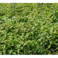 軟棗苗價(jià)格