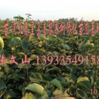 河北梨樹苗，梨樹苗哪里的好，皇冠梨樹苗