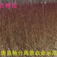 山杏苗杏樹(shù)苗杏樹(shù)苗價(jià)格仁用杏苗河北杏樹(shù)苗