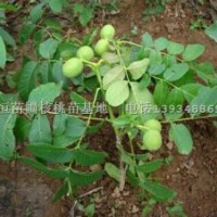 核桃苗，香玲核桃苗，遼河核桃苗，嫁接核桃苗