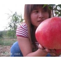 挑戰(zhàn)吉尼斯石榴-廣清石榴