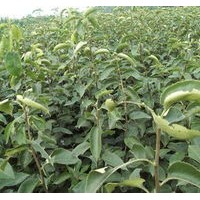 梨樹苗出售、大量低價梨樹苗優(yōu)惠供應