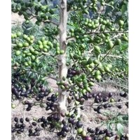 供應(yīng)鴉膽子、辣木苗、牛大力苗