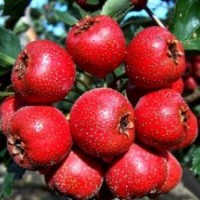 山楂苗供應(yīng)，超金星山楂苗，甜山楂苗，山里紅山楂苗，大五楞