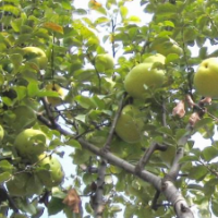 光皮木瓜苗，又名木梨，木瓜花，文官果。