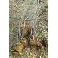 出售柿子苗 山楂苗 石榴苗2公分以上的