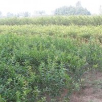 石榴樹苗供應(yīng)