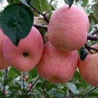 晚秋黃梨樹苗，愛宕梨苗，園黃梨苗，黃金梨苗